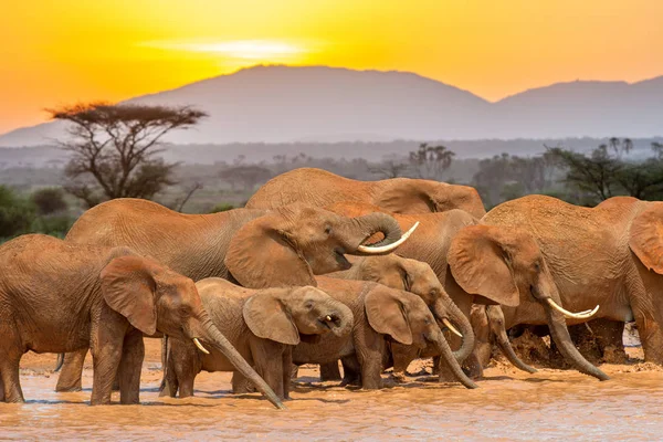 Elefant i vatten. National park i Kenya — Stockfoto