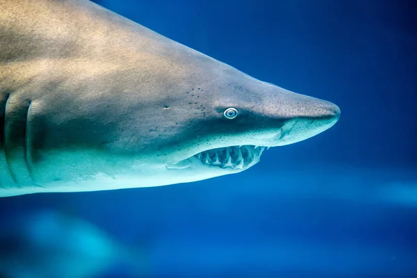 Grande tubarão branco subaquático — Fotografia de Stock