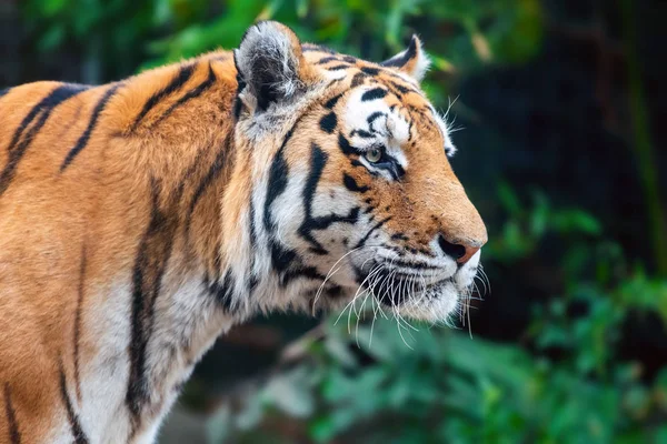 Nahaufnahme Tiger auf Bäumen Hintergrund — Stockfoto