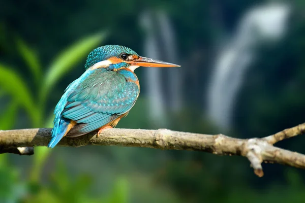 Güzel mavi Kingfisher kuş dal — Stok fotoğraf