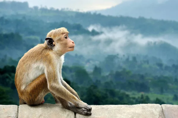 Macaco na natureza viva — Fotografia de Stock