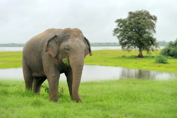 Слоны в Национальном парке Шри-Ланки — стоковое фото