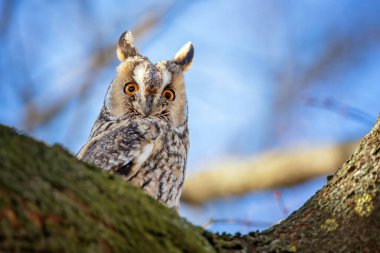 Baykuş ağaçta oturur ve kameraya bakar.
