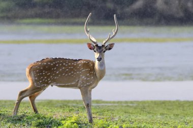 Yala Ulusal Parkı 'nda Benekli Geyik