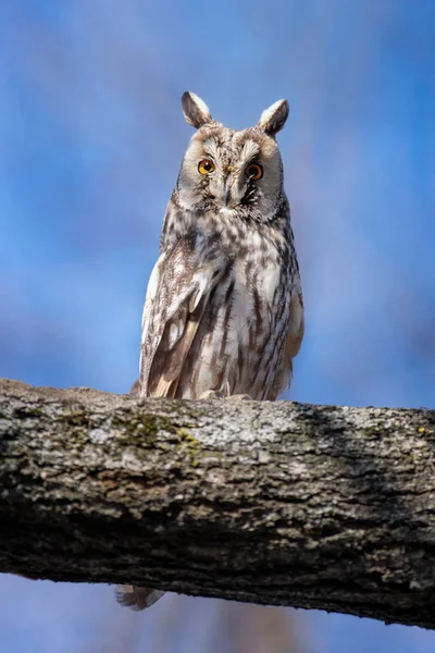 フクロウは木に座ってカメラを見て — ストック写真