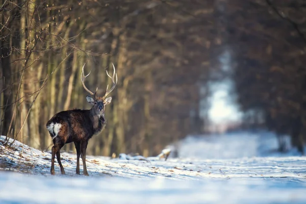 Deer standing at the edge of the woods — Stock Fotó