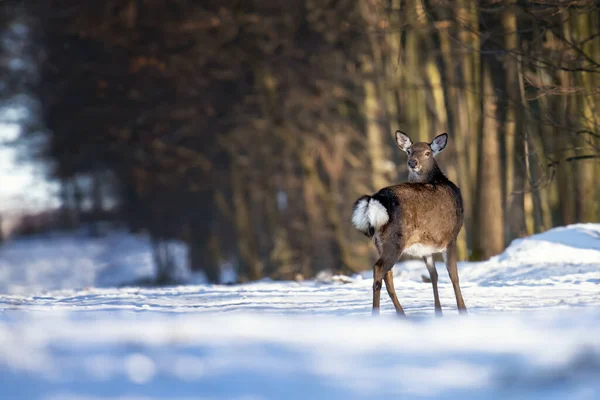 Deer standing at the edge of the woods — Zdjęcie stockowe
