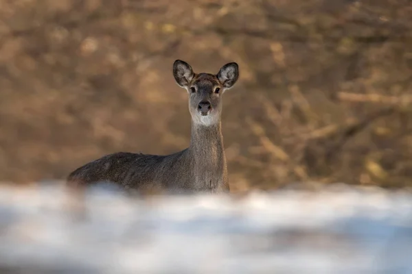 Deer standing at the edge of the woods — Stockfoto