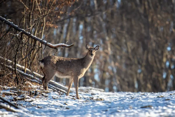 Deer standing at the edge of the woods — Zdjęcie stockowe