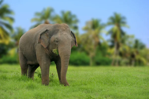 Sloni v Národním parku Srí Lanka — Stock fotografie