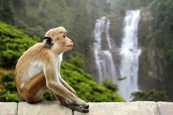 Scimmia nella natura vivente — Foto Stock