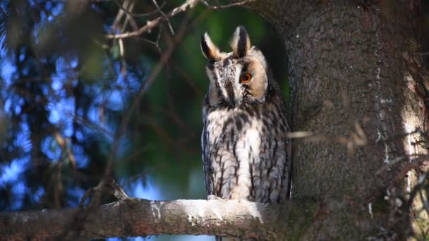 Owl sit in a tree — Stock Video