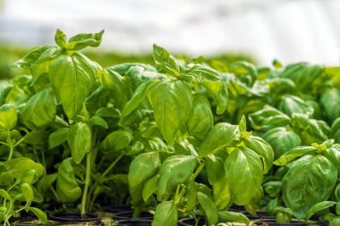 Fesleğen yaprakları güzel bir doğal besin kaynağı. Taze doğal organik ürün. 