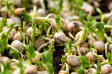 Taze mikro yeşiller sağlıklı salata için bezelye filizi. Taze doğal organik ürün. 