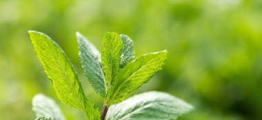 Sebze bahçesinde yeşil nane bitkisi yetişiyor. Taze doğal organik ürün. 