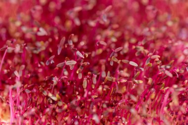 Toprağın içinde büyüyen makro kırmızı amaranth mikroyeşillikleri. Taze doğal organik ürün. 