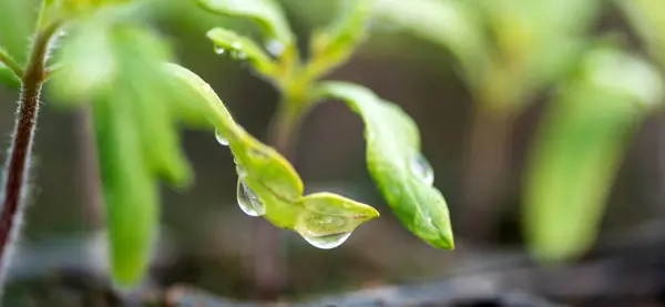 Planta Fresca Con Gotas Rocío Cerca Jardín Producto Ecológico Natural —  Fotos de Stock