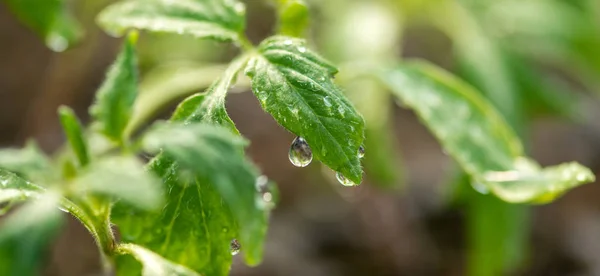 Plante Fraîche Avec Gouttes Rosée Près Dans Jardin Produit Biologique — Photo