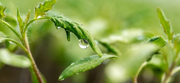 Plante Fraîche Avec Gouttes Rosée Près Dans Jardin Produit Biologique — Photo