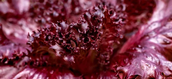 Salat Gewächshaus Anbauen Ökologisch Schonende Landwirtschaft Betreiben Frisches Natürliches Bioprodukt — Stockfoto