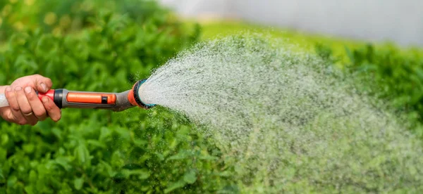 Bewässerung Verschiedener Pflanzen Gewächshausgarten — Stockfoto