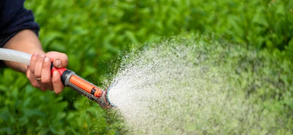 Bewässerung Verschiedener Pflanzen Gewächshausgarten — Stockfoto