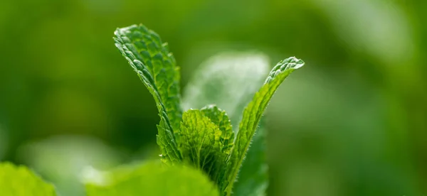 Plante Menthe Verte Croissance Potager Produit Biologique Naturel Frais — Photo