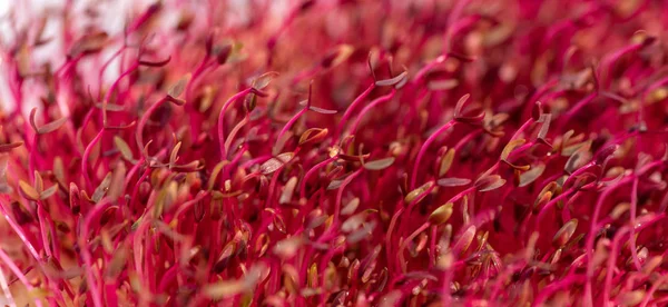 Makro Rotes Amaranth Mikrogemüse Das Boden Angebaut Wird Frisches Natürliches — Stockfoto