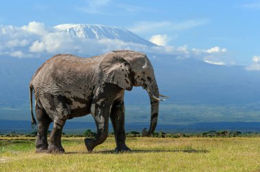 Arka planda Kilimanjaro Dağı 'nın karla kaplı olduğu büyük yetişkin bir fil. Amboseli Ulusal Parkı, Kenya, Afrika. Habitattaki hayvanlar. Doğadan vahşi yaşam sahnesi
