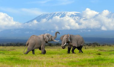 Arka planda Kilimanjaro Dağı 'nın karla kaplı olduğu büyük yetişkin bir fil. Amboseli Ulusal Parkı, Kenya, Afrika. Habitattaki hayvanlar. Doğadan vahşi yaşam sahnesi