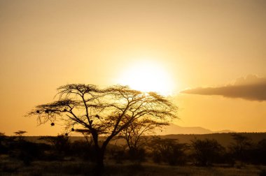 Kenya 'daki Amboseli Ulusal Parkı' nın akasya ağaçlarının üzerinde gün doğuyor. Altın sabah ışığı