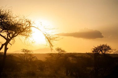 Kenya 'daki Amboseli Ulusal Parkı' nın akasya ağaçlarının üzerinde gün doğuyor. Altın sabah ışığı