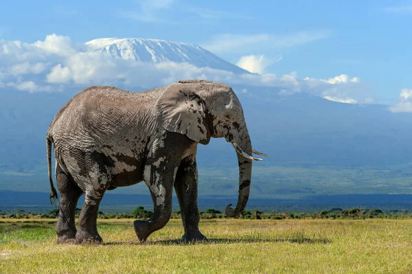 Μεγάλος Ενήλικος Ελέφαντας Χιόνι Κάλυψε Όρος Kilimanjaro Στο Παρασκήνιο Εθνικό — Φωτογραφία Αρχείου