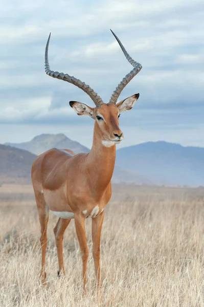 Impala Savana Reserva Nacional África Sul Quénia Animal Habitat Cena — Fotografia de Stock