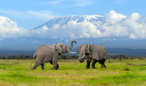 背景にはキリマンジャロ山が雪で覆われた大型の成虫象 アフリカのケニア国立公園 生息地の動物 自然からの野生動物のシーン — ストック写真