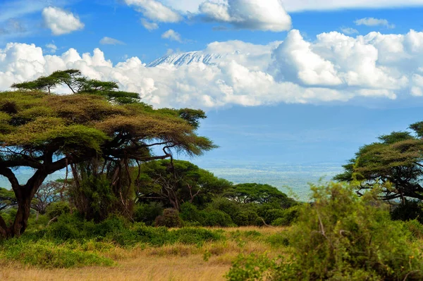 ケニアのアンボゼリ国立公園から見える雄大なキリマンジャロ山の美しい景色 — ストック写真