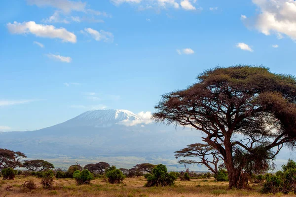 Krásný Výhled Majestátní Horu Kilimandžáro Národního Parku Amboseli Keňa — Stock fotografie