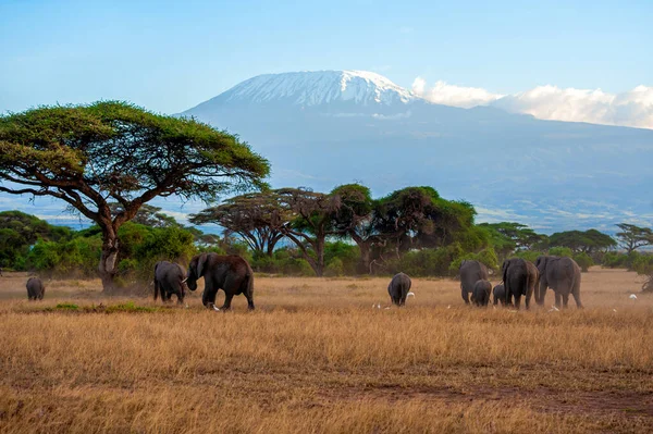 Beautiful View Majestic Mount Kilimanjaro Seen Amboseli National Park Kenya — Stockfoto