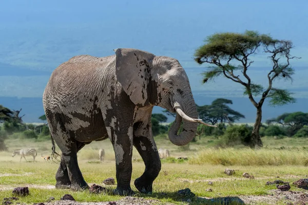 Elefante Adulto Grande Parque Nacional Kenya África Animal Habitat Cena — Fotografia de Stock