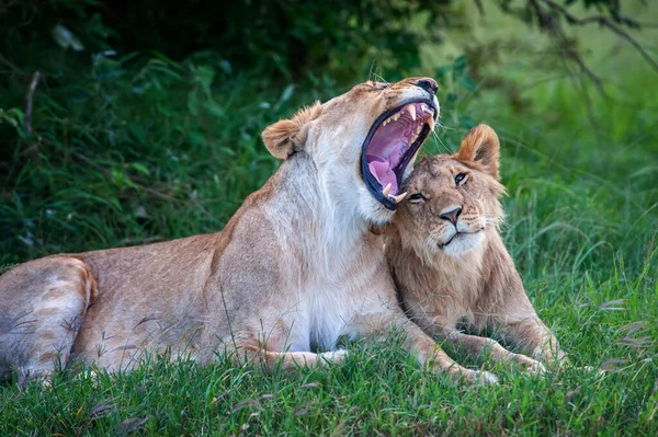 Two Lions Grass National Park Kenya Africa Animal Habitat Wildlife — Stockfoto