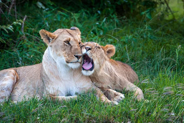 Dva Lvi Trávě Národního Parku Keňa Afrika Zvíře Stanovišti Divoká — Stock fotografie