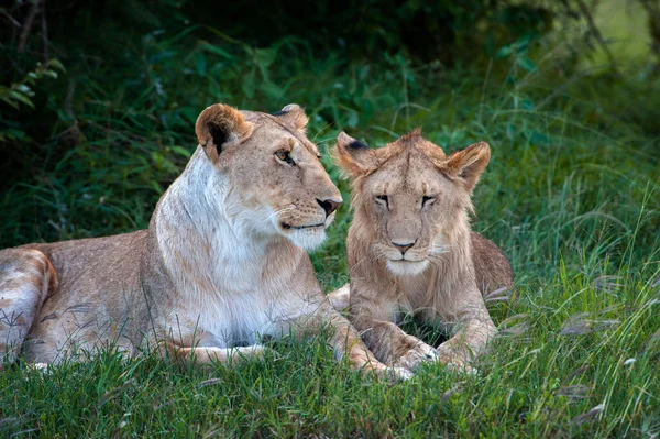 Két Oroszlán Kenyai Nemzeti Park Fűjében Afrikában Állatok Élőhelyen Vadvilági — Stock Fotó