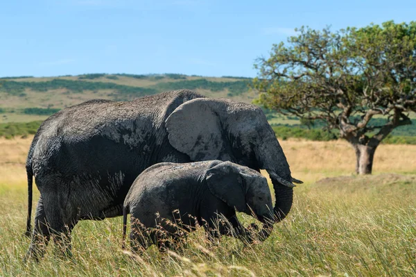 Kenya Afrika Daki Ulusal Park Büyük Bir Yetişkin Fil Habitattaki — Stok fotoğraf