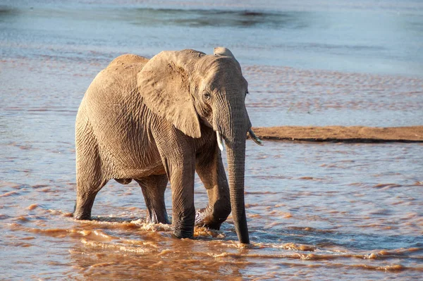 Elephant River National Park Kenya Africa Animal Habitat Wildlife Scene — Stock Photo, Image