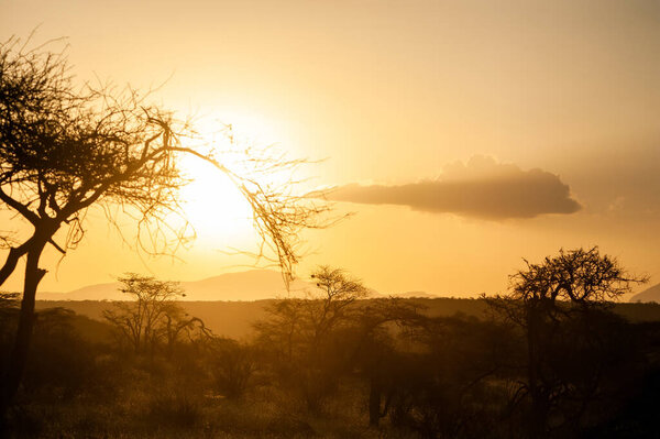Sunrises over the acacia trees of Amboseli National Park, Kenya. Golden morning light