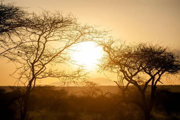 Amanece Sobre Los Árboles Acacia Del Parque Nacional Amboseli Kenia —  Fotos de Stock