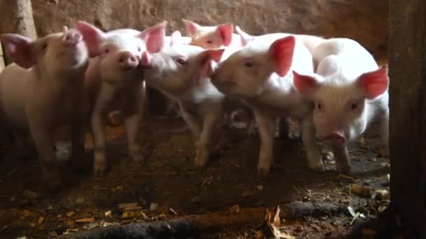 Muchos Lechón Divertido Granja Ganado Porcicultura — Vídeos de Stock