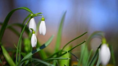 Bahar ormanında küçük, narin kar damlalarına yaklaşıyoruz.