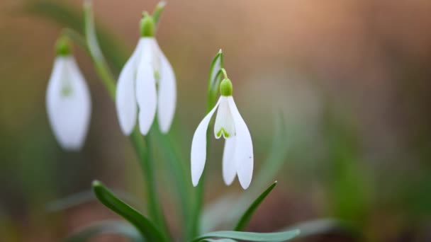 Closeup Small White Delicate Snowdrops Spring Forest — Stock Video