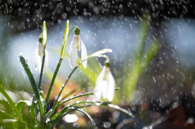 İlk bahar kar damlalarını (Galanthus nivalis) yağmur ve ışıkla kapatın. Ormanda beyaz küçük çiçekler